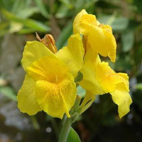 Wunderschöne Blume