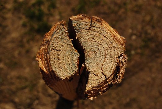 Holz