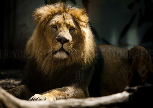 Lion-King