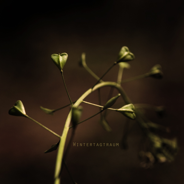.:New Love grows on Trees:.