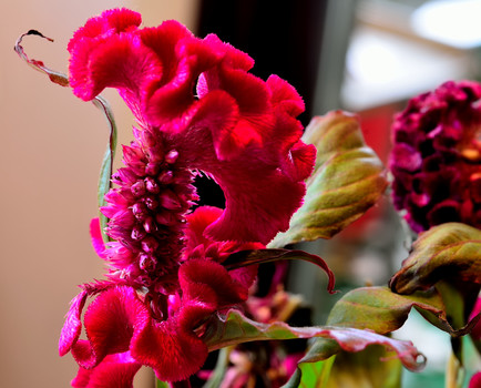 Celosia
