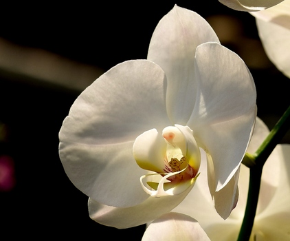 Orchidee