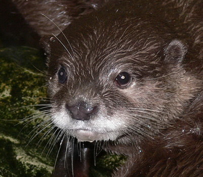Fischotter