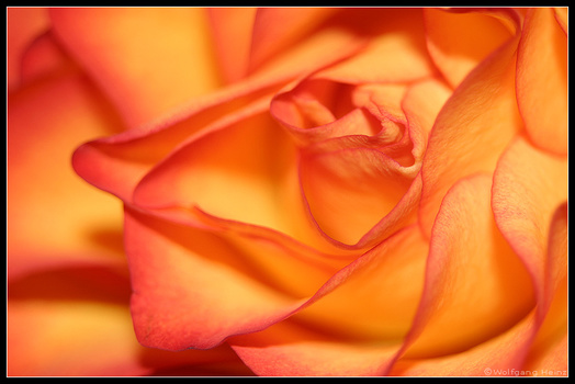 noch ne rose