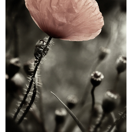 Mohnblume II.