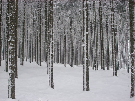 Winter im Hochwald