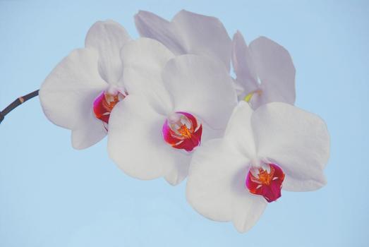 Wiedererblühte Orchidee