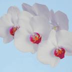 Wiedererblühte Orchidee