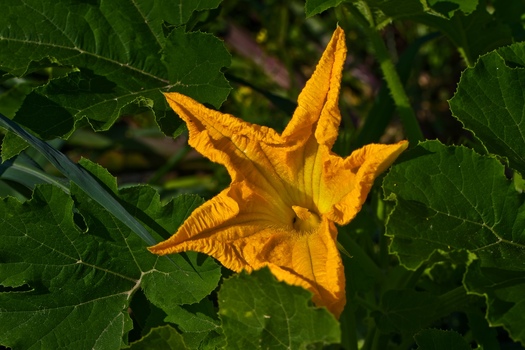 Kürbisblüte