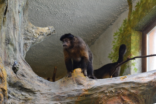 Tierpark Hellbrunn