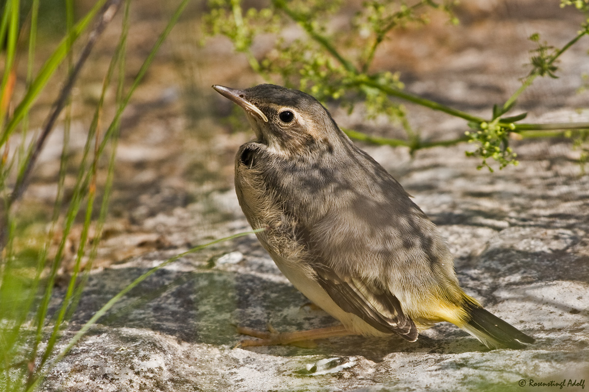 Gebirgsstelze (Motacilla cinerea) - Jungvogel