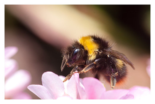 Hummel