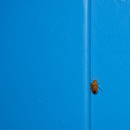 Blau