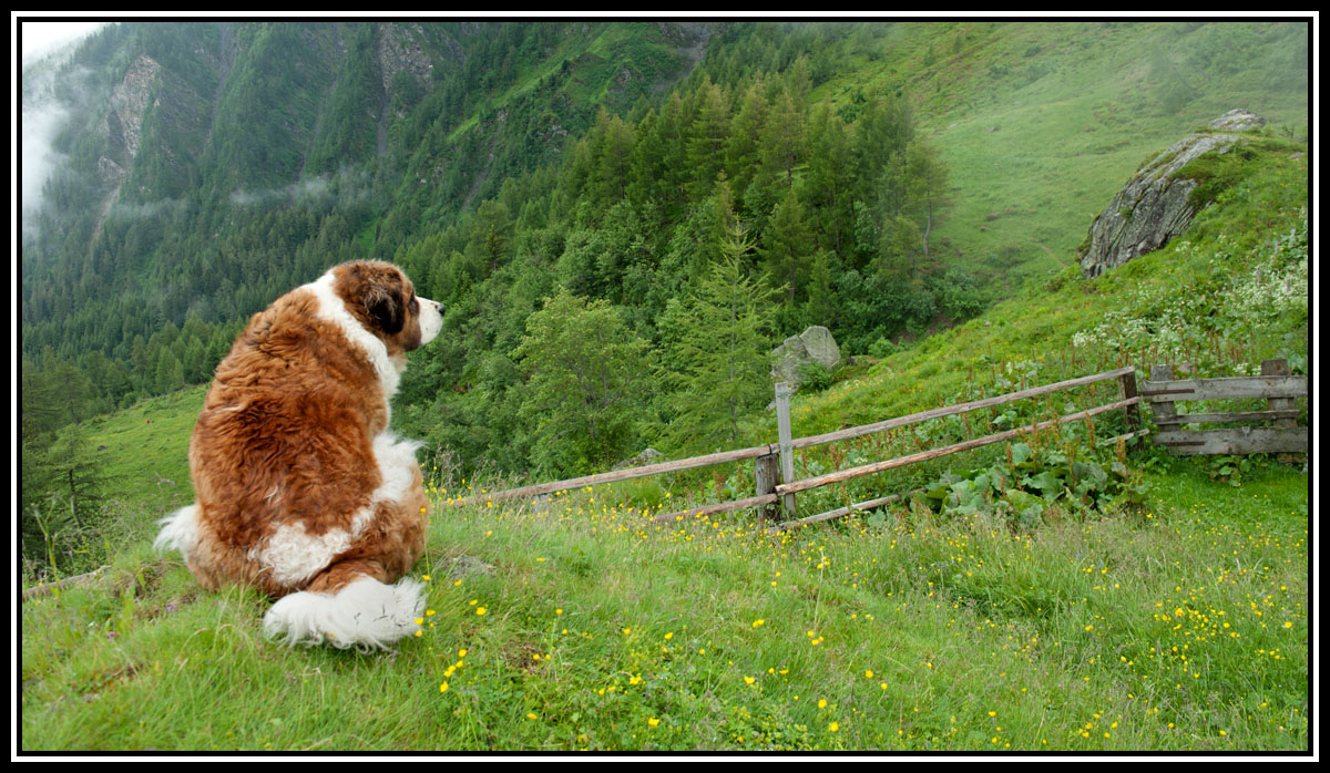 Der Bär ist los