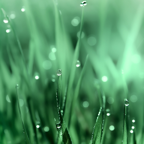 Spring grass