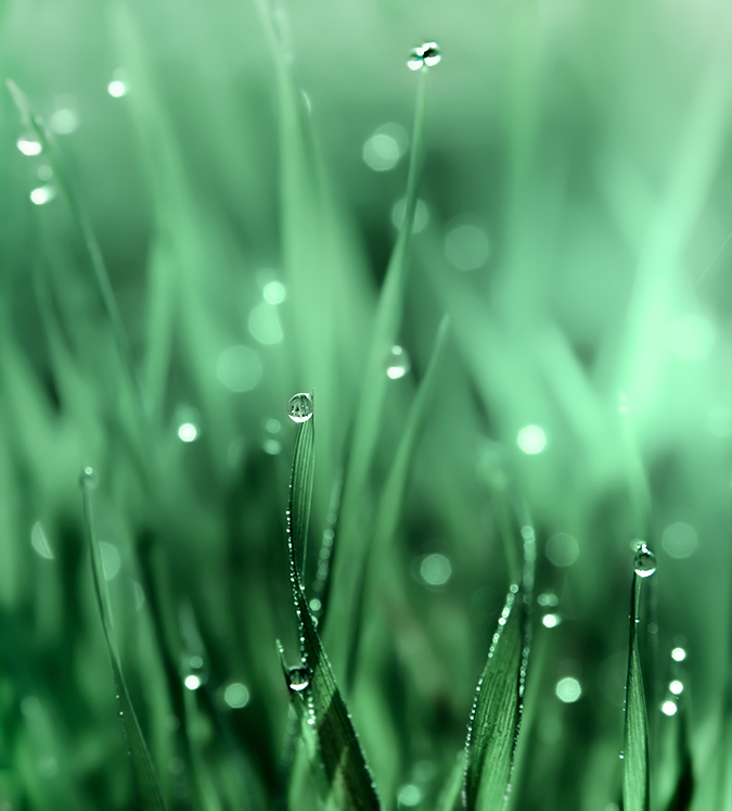 Spring grass