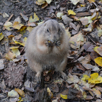 Herbstjause