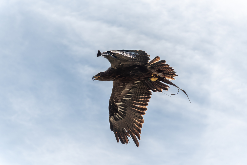 Adler