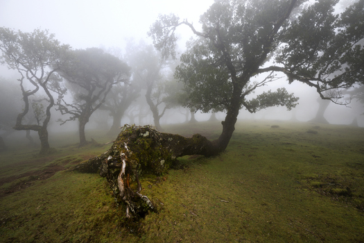Lorbeer im Nebel