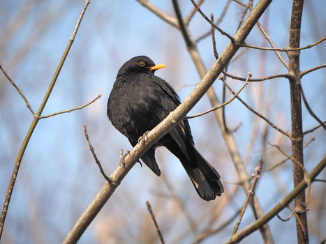 Amsel