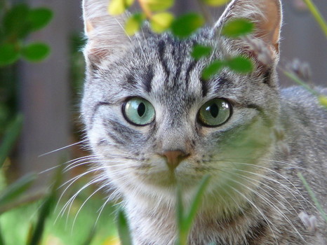 Katze im Garten