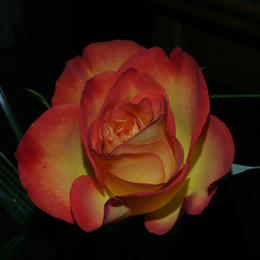 Lieblingsrose