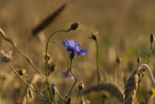 Kornblume