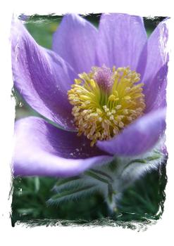 Pulsatilla vulgaris