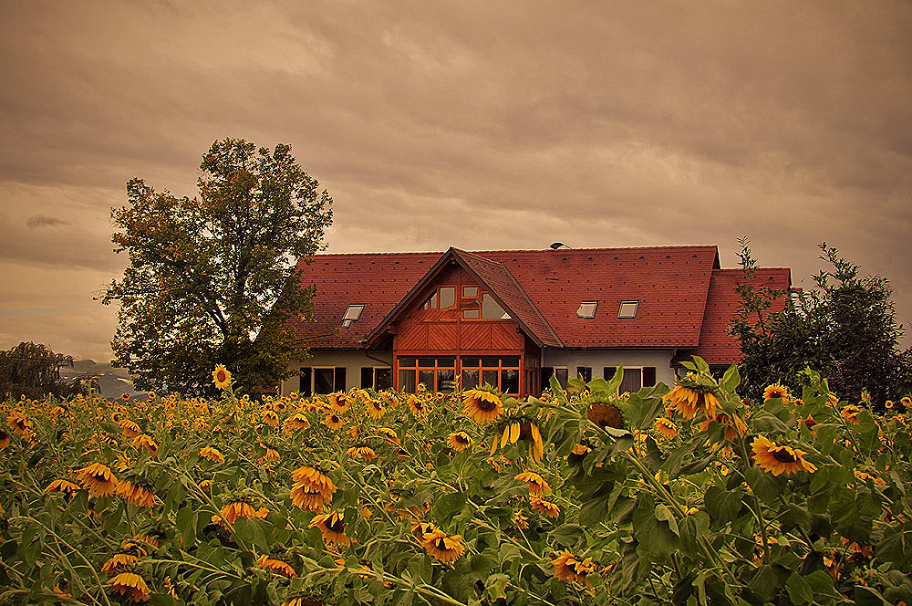 Sonnenblumen in Oktober