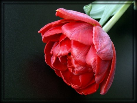 ~red tulip~