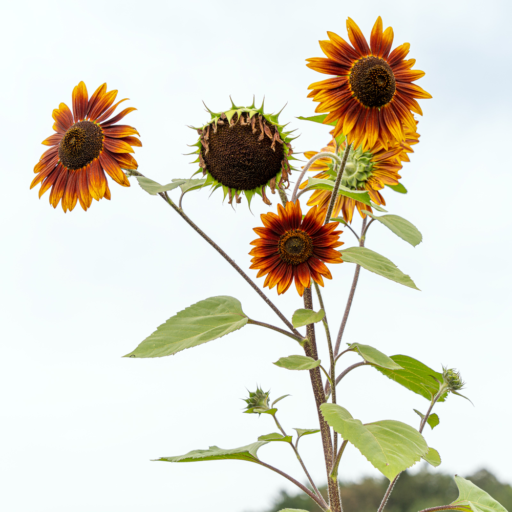 Die Sonnenblumen
