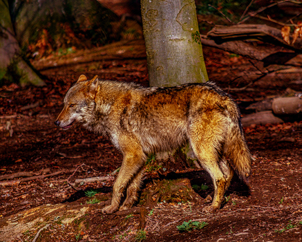 Wolf in seinem natürlichen Habitat