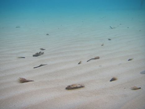 Koukis Beach