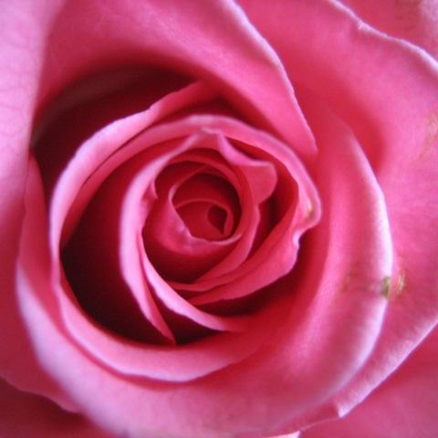 rosa rose