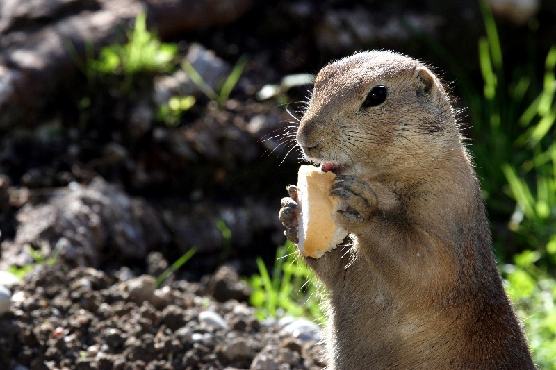 Lass es dir schmecken, kleiner Freund !