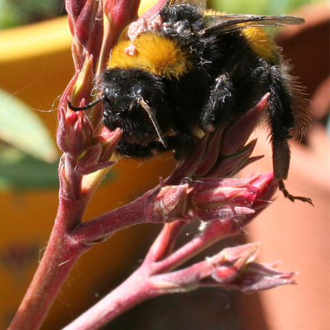 Dicker Brummerund zarte Blüte