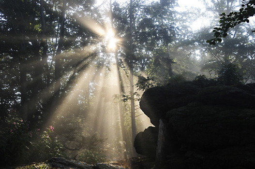 Gegenlicht