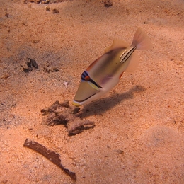 Fisch