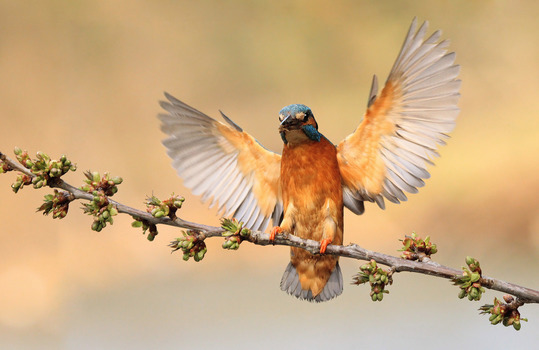Kingfishers Wings