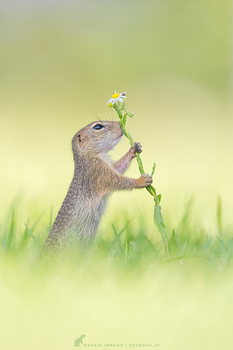 Blumenliebhaber
