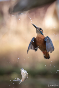 Fliegender Bitterling