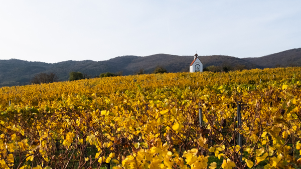 Herbst im Weingarten