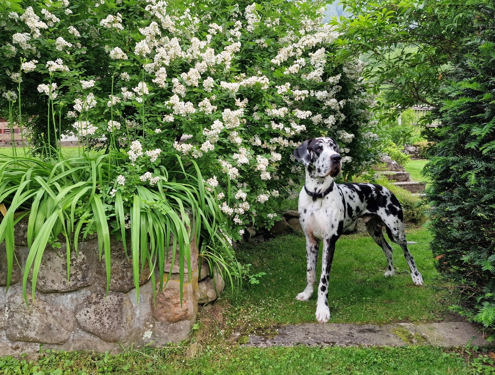 Unser Blumenkind