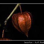 Physalis alkekengi var. franchettii 'Zwerg'