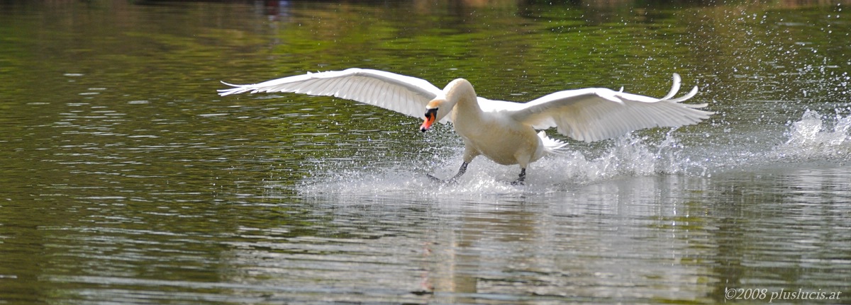 Surfing Cob