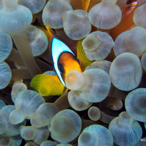 Anemonenfisch