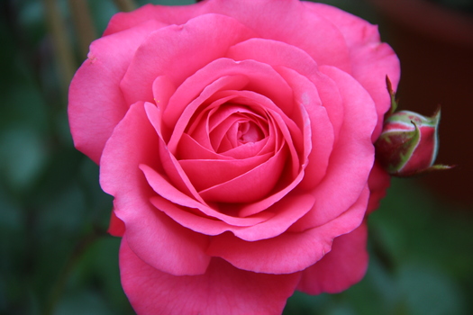 ROSENTRAUM