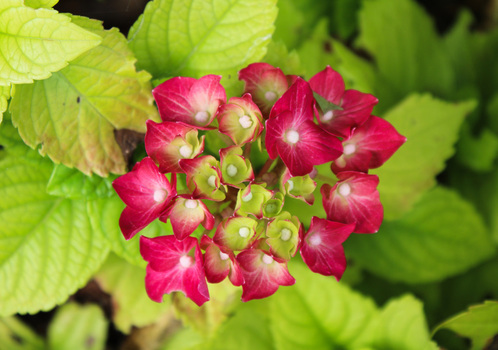 Gartenhortensie