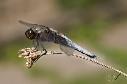 libelle....