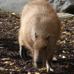Capybara